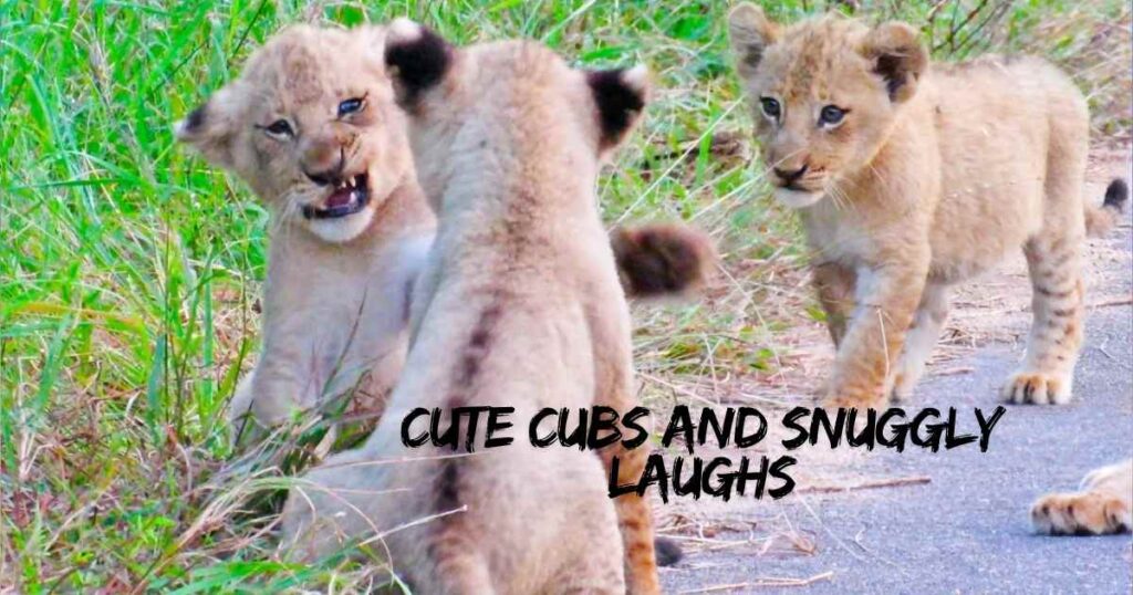 Cute Cubs and Snuggly Laughs