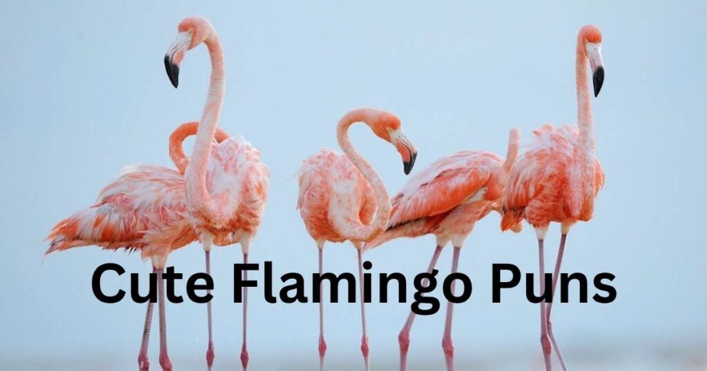 Cute Flamingo Puns