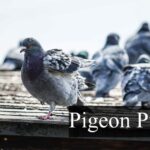 237 Pigeon Puns: One Liners For Adults & Captions