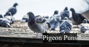 Pigeon Puns