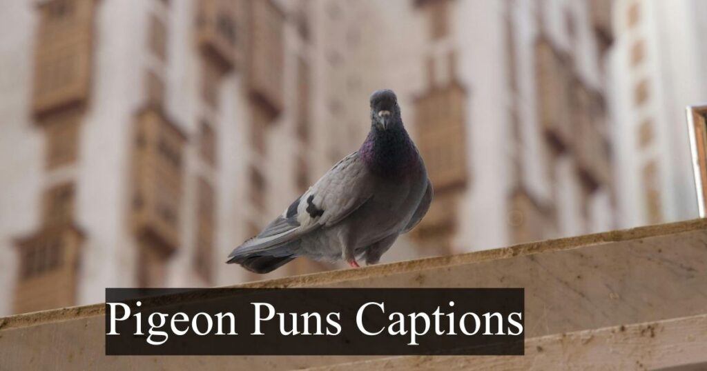 Pigeon Puns Captions 📸